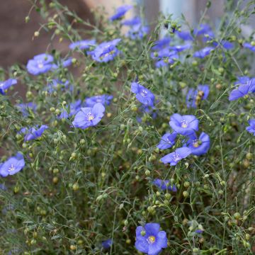 Linum perenne Blau Saphir - seeds