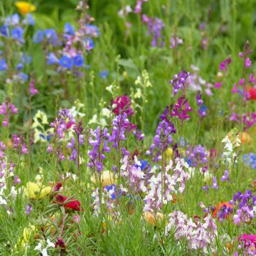 Linaria maroccana Fairy Bouquet mix -seeds