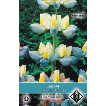 Lupinus cruickshankii Sunrise - Annual Lupin Seeds
