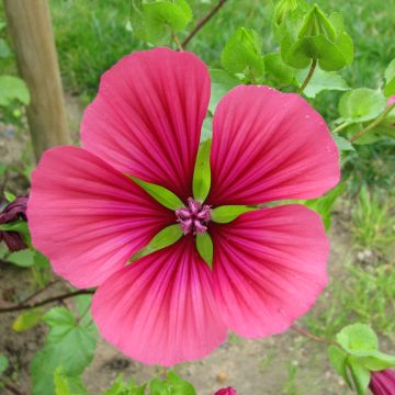 Malope trifida Purple Mix - seeds