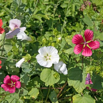 Malope trifida Alba - Mallowwort seeds