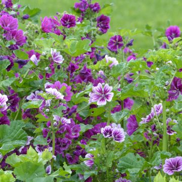 Malva sylvestris Purple Zebra Mix - Common mallow seeds