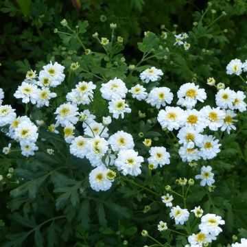 Tanacetum parthenium Tetra White Wonder Seeds - Feverfew