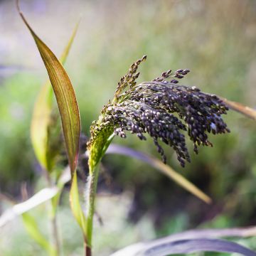 Panicum miliaceum Violaceum - seeds