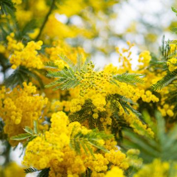 Acacia dealbata seeds - Winter Mimosa, blue wattle