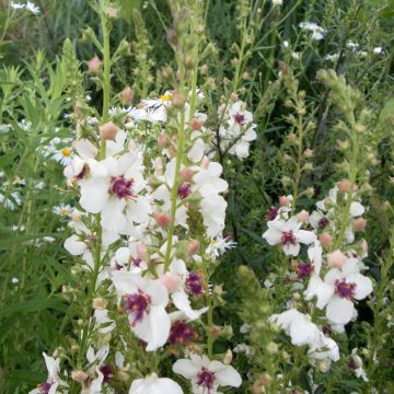 Verbascum blattaria Albiflorum seeds - Moth mullein