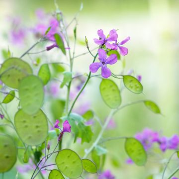 Lunaria annua - Annual Honesty seeds