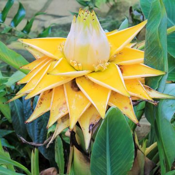 Musa lasiocarpa (Bananier Nain Chinois)