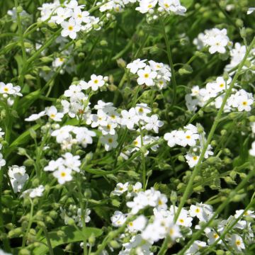 Myosotis alpestris white seeds - Alpine forget-me-not