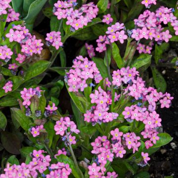 Pink Forget-Me-Not Seeds - Myosotis sylvatica