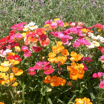 Nemesia Carnival Mixed - Cape jewels seeds