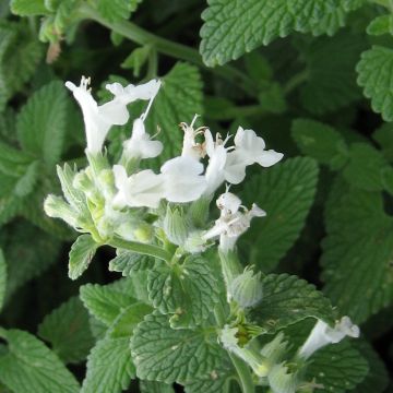 White Nepeta racemosa Seeds - Catmint