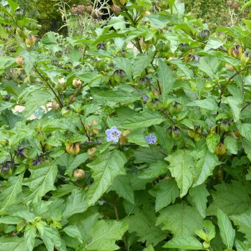 Nicandra physalodes - Apple of Peru