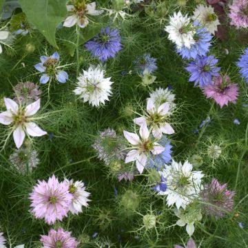 Nigella damascena Mix organic seeds - Love-in-a-mist, Devil-in-the-bush, Ragged lady