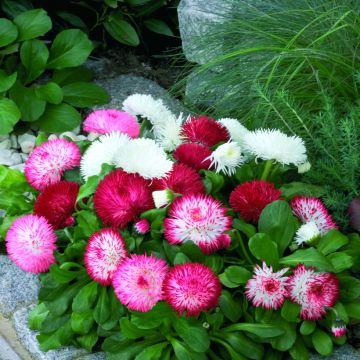 Bellis perennis Habanera Mix seeds - Daisy, Common Daisy, Lawn Daisy