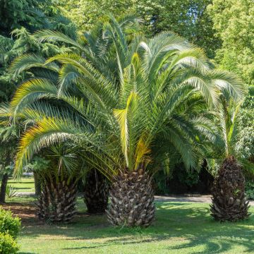 Butia capitata seeds - Jelly palm