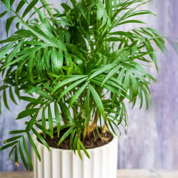 Chamaedorea elegans Collinea seeds - Mountain palm