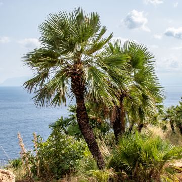 Chamaerops humilis - Dwarf fan palm