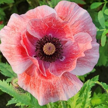 Graines de Pavot - Papaver somniferum nigrum