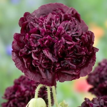 Pavot annuel Black Peony - Papaver somniferum