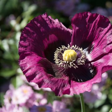 Papaver somniferum Lauren's Grape - Opium Poppy seeds