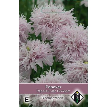 Papaver paeoniflorum Lilac Pompom