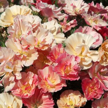 Seed of California Poppy 'Apple Blossom' - Eschscholzia