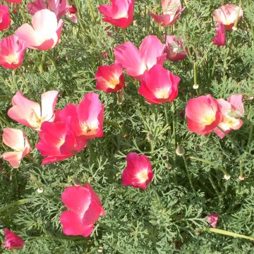 California poppy Carmine King seeds - Eschscholzia californica