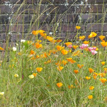 California Poppy Garden Mix Seeds - Eschscholzia californica