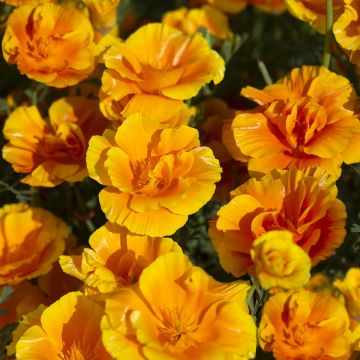 Seeds of California Poppy 'Apricot Flambeau' - Eschscholzia californica