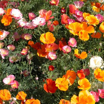 Mission Bells California Poppy Seeds - Eschscholzia californica