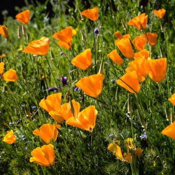 California Poppy Orange King Seeds - Eschscholzia californica