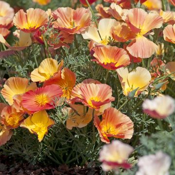 Eschscholzia californica Thai Silk Apricot Chiffon - California poppy seeds