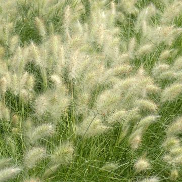 Pennisetum villosum Cream Falls Seeds - Feathertop grass