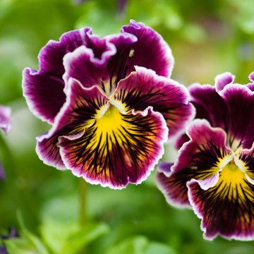 Viola Rococo - Swiss Garden Pansy Seeds