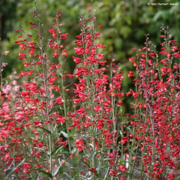 Penstemon barbatus Twizzle Scarlet - seeds