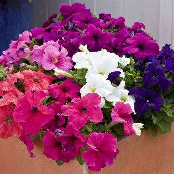 Petunia Espresso Grande Mix - seeds