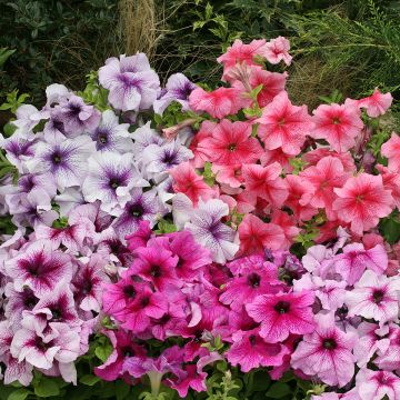 Petunia Prism Sundae Mix - seeds