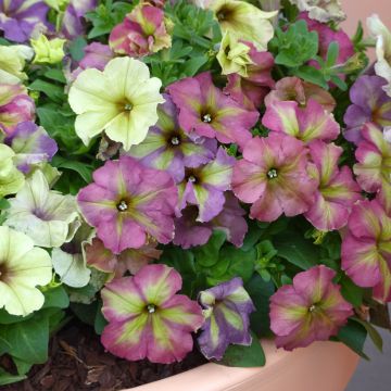 Petunia Shake F1 Raspberry Seeds