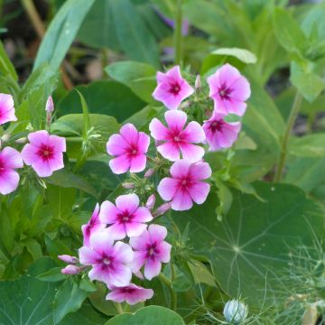 Phlox drummondii Brilliant seeds - Annual Phlox