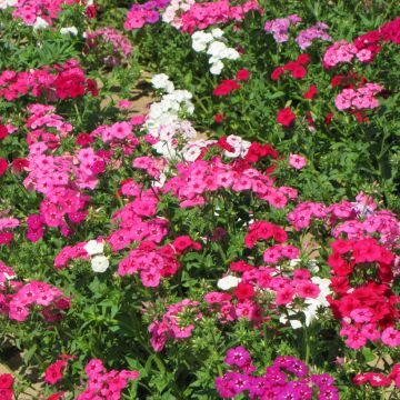 Phlox drummondii Grandiflora Mix seeds - Annual phlox