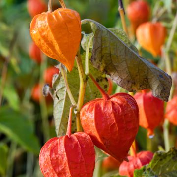 Physalis Alkekengi 