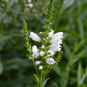 Physostegia Virginiana Summer Snow 