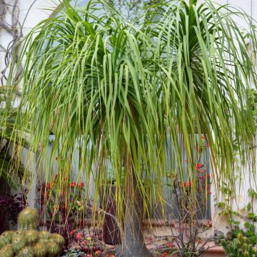 Beaucarnea recurvata - Elephant's foot seeds