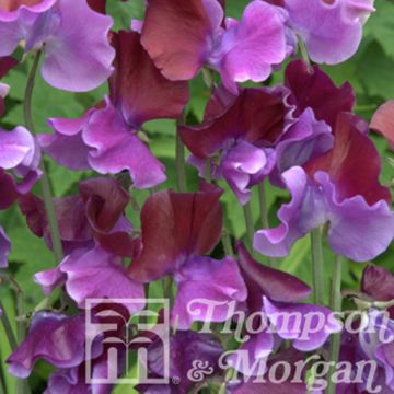 Lathyrus odoratus Bicolour Purple Pimpernel - Sweet Pea Seeds