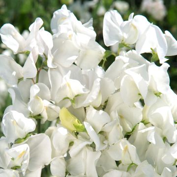 Lathyrus odoratus Royal Wedding - Sweet Pea Seeds