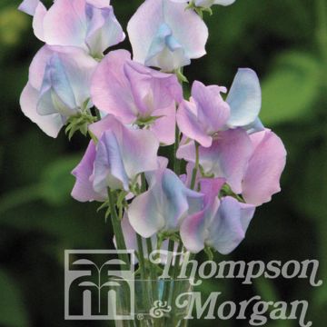 Graines de Pois de Senteur Turquoise Lagoon - Lathyrus odoratus grandiflora Graines de Pois de Senteur Turquoise Lagoon - Lathyrus odoratus grandiflora