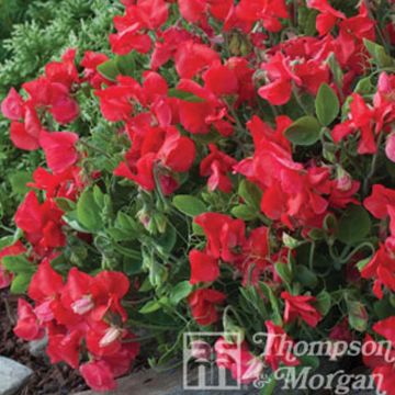Lathyrus odoratus grandiflora Villa Roma Scarlet - Sweet pea