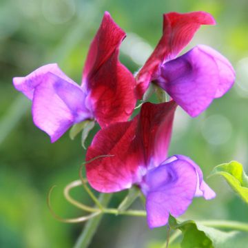 Lathyrus odoratus Bicolour Purple Pimpernel - Sweet Pea Seeds