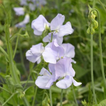 Lathyrus odoratus grandiflora Spring Sunshine Light Blue - Sweet pea